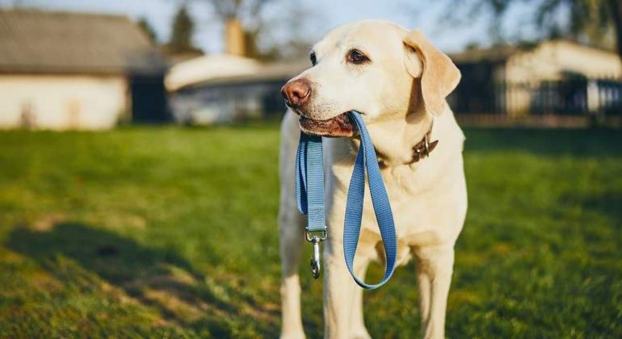 ¿Por qué mi perro tira de la cadena?