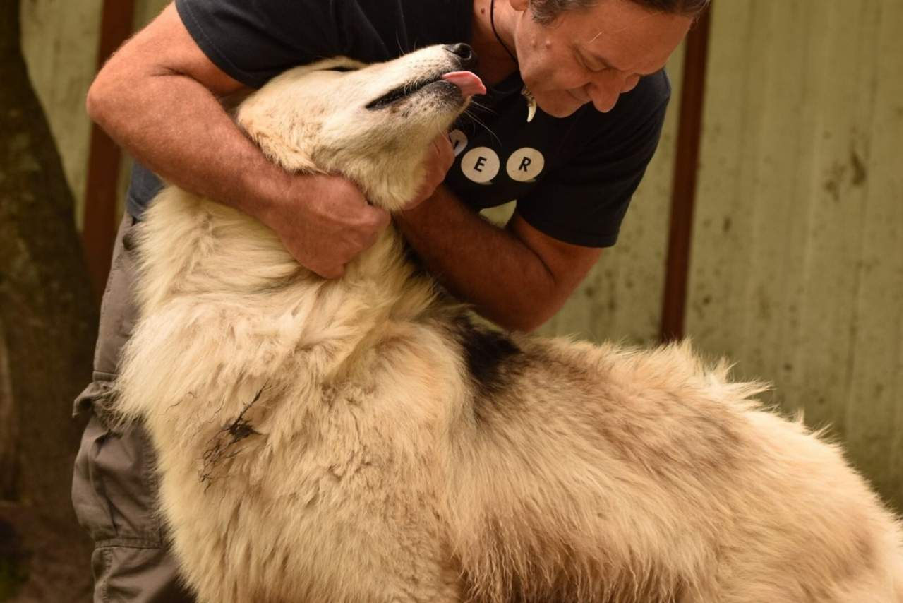 Wolves Legacy, uno de los piensos para perros más populares del mercado