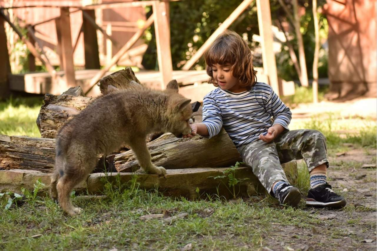 Wolves Legacy pienso, alimento de alta gama para perros