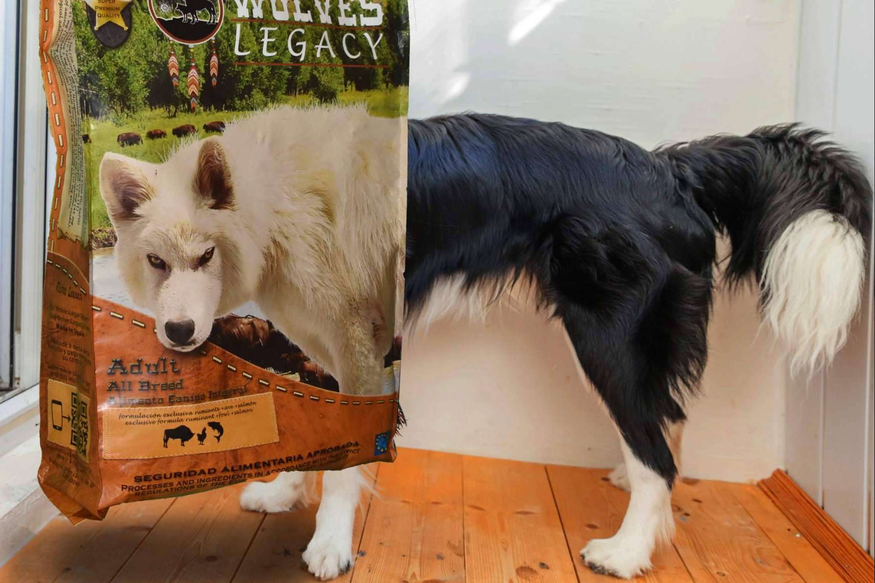 Mejores piensos para perros, cómo evaluarlos