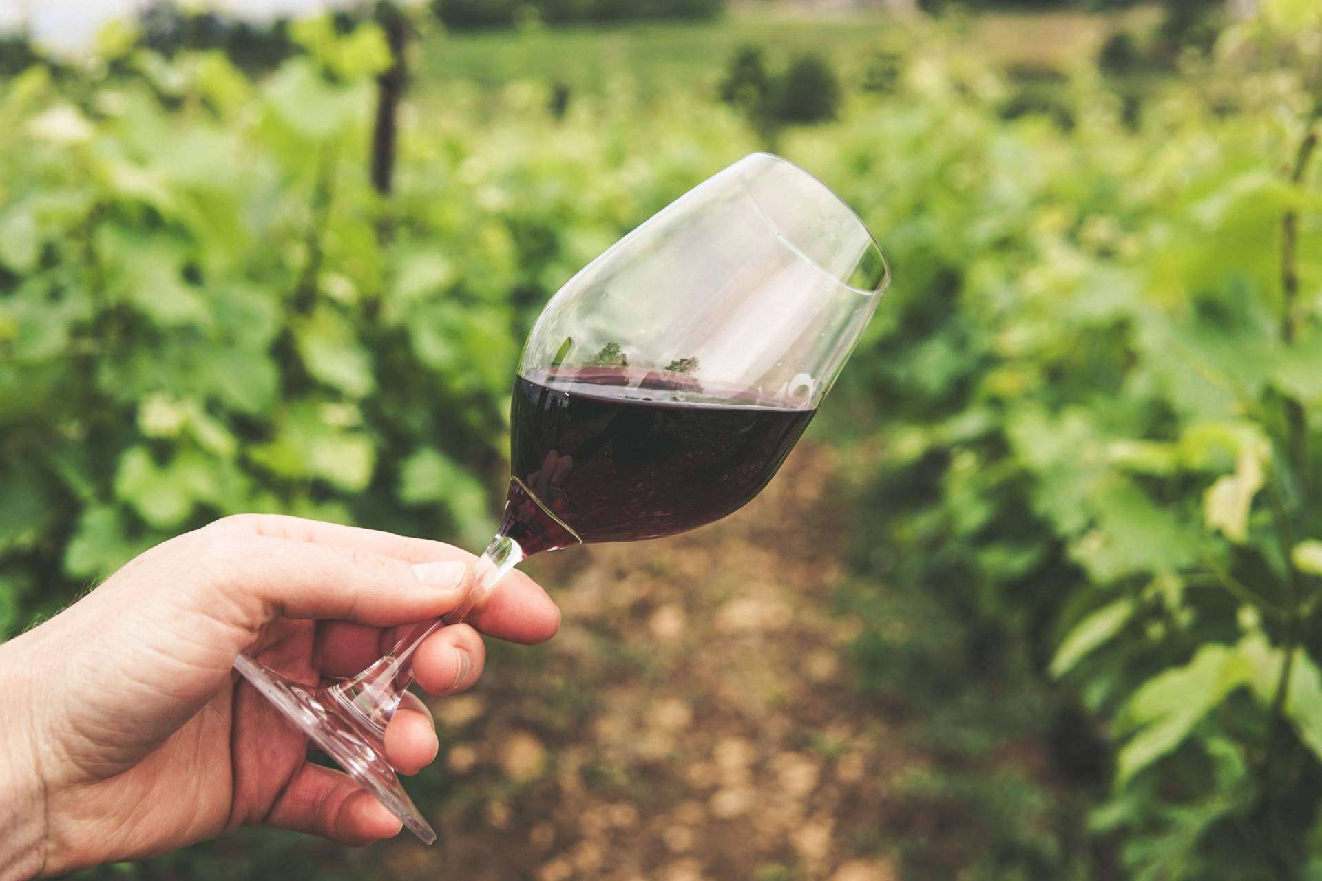 Beberse la naturaleza con vinos y cavas