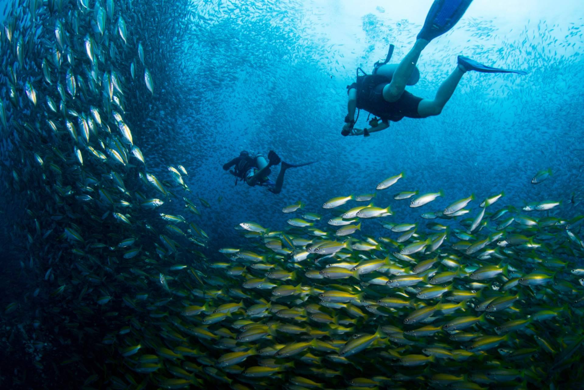 Aprender a bucear en la escuela de buceo en Tailandia, Nitro Koh Tao
