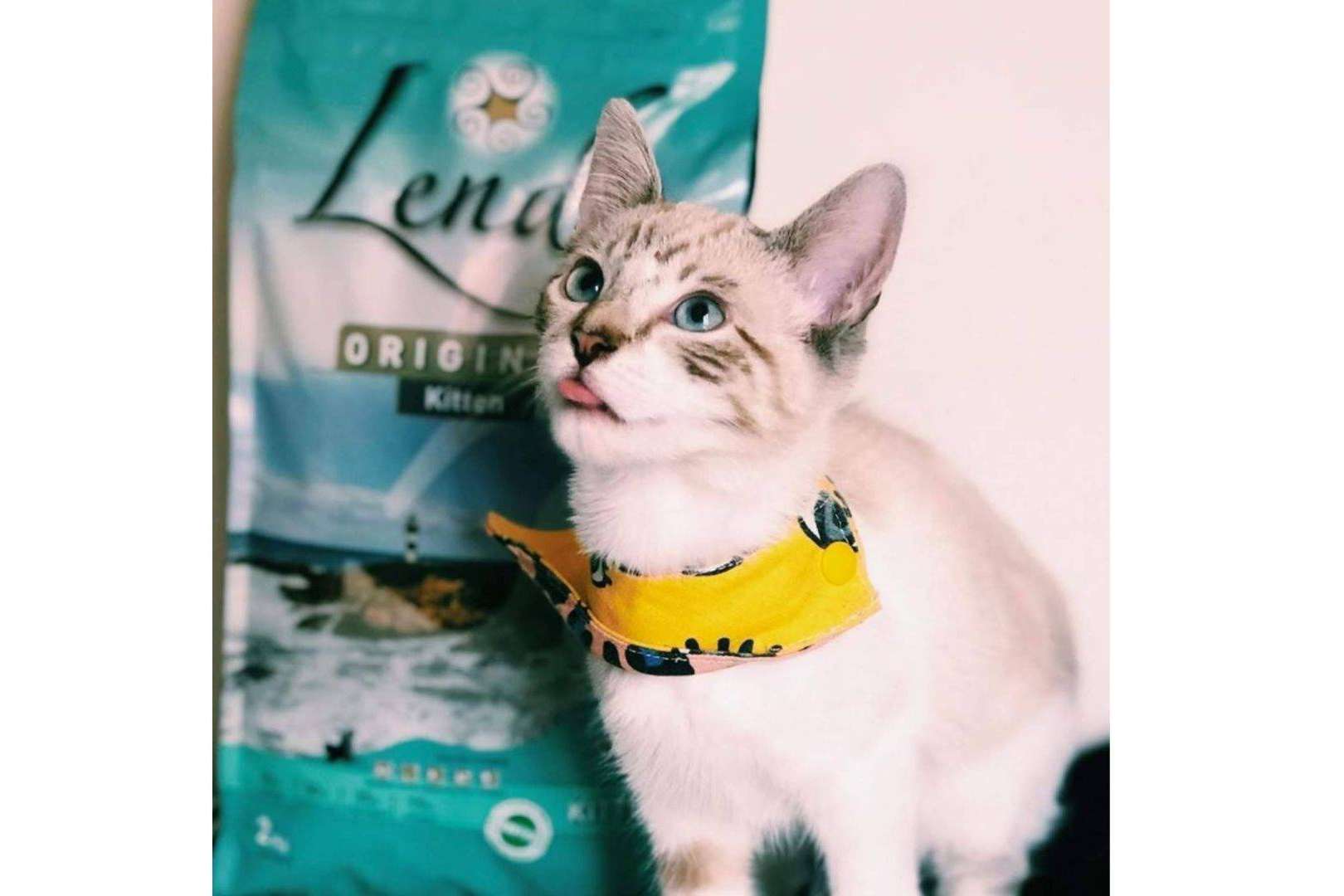 Lenda permite cuidar de la salud de los gatos con Lenda Kitten