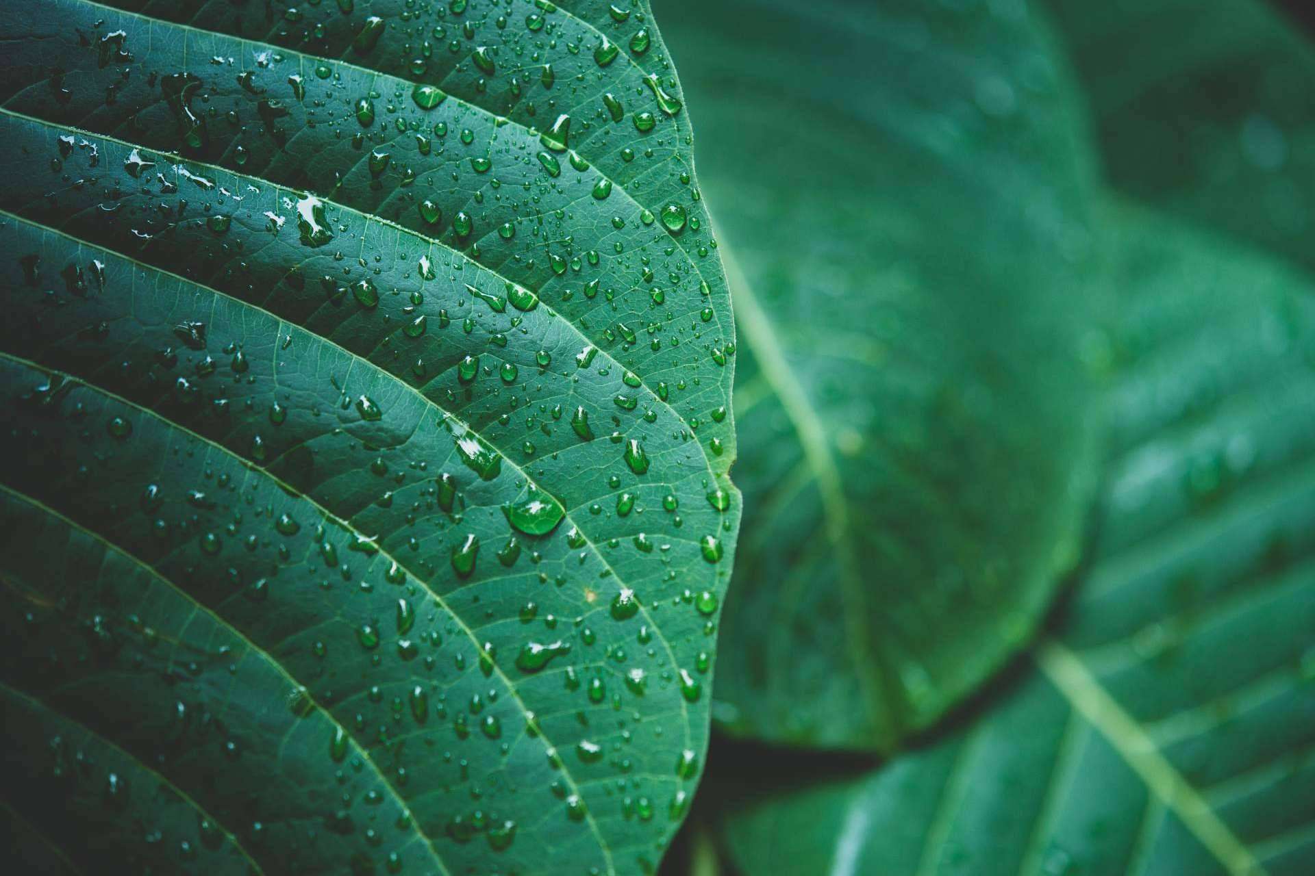 Globales y su compromiso con el medioambiente