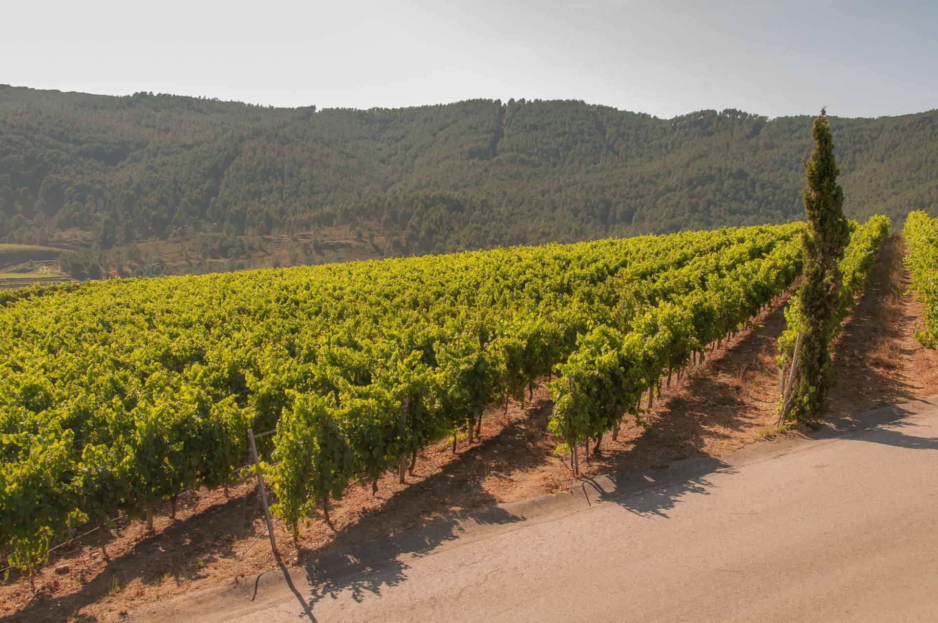 Vinos y bodegas de D.O Rías Baixas que no están disponibles en los supermercados