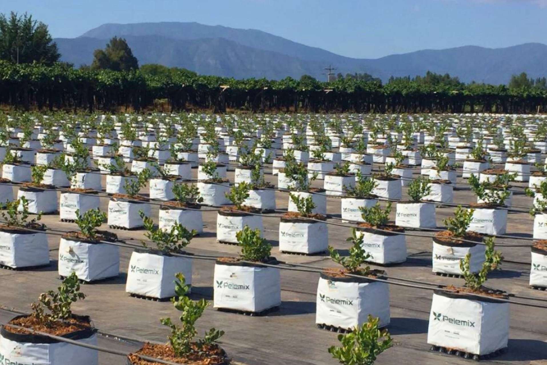Sustratos de coco para maximizar el cultivo