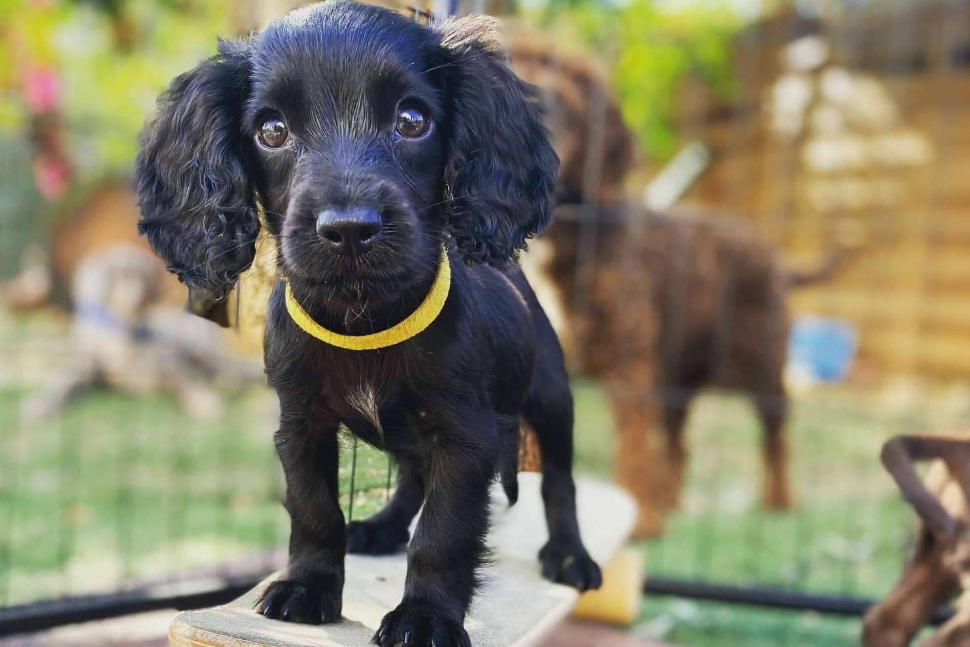 El club canino en Barcelona L'Almozara Can Bosc está especializado en adiestramiento de perros de trabajo