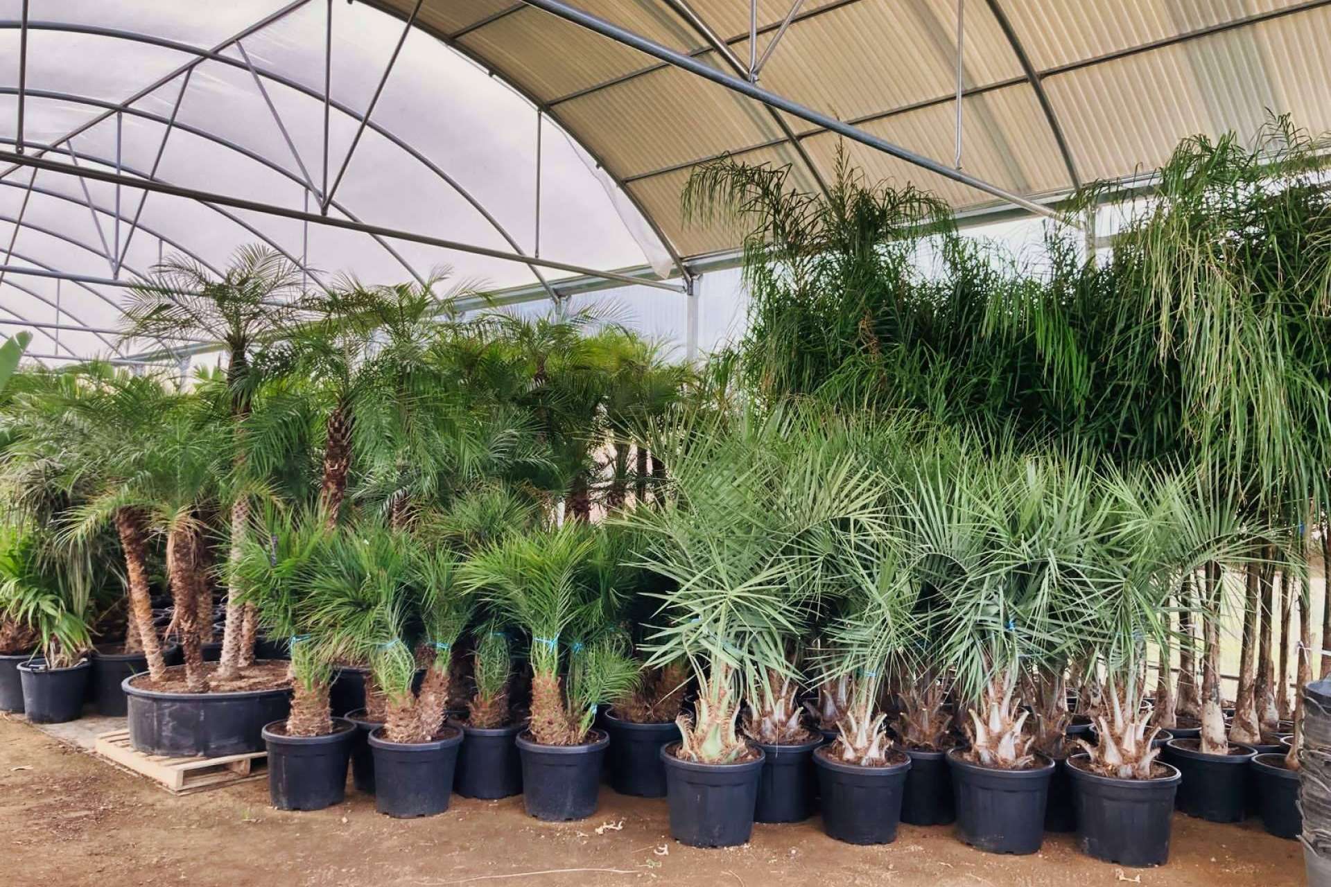 Tropicalia Garden, un vivero especializado en la venta y cultivo de palmeras