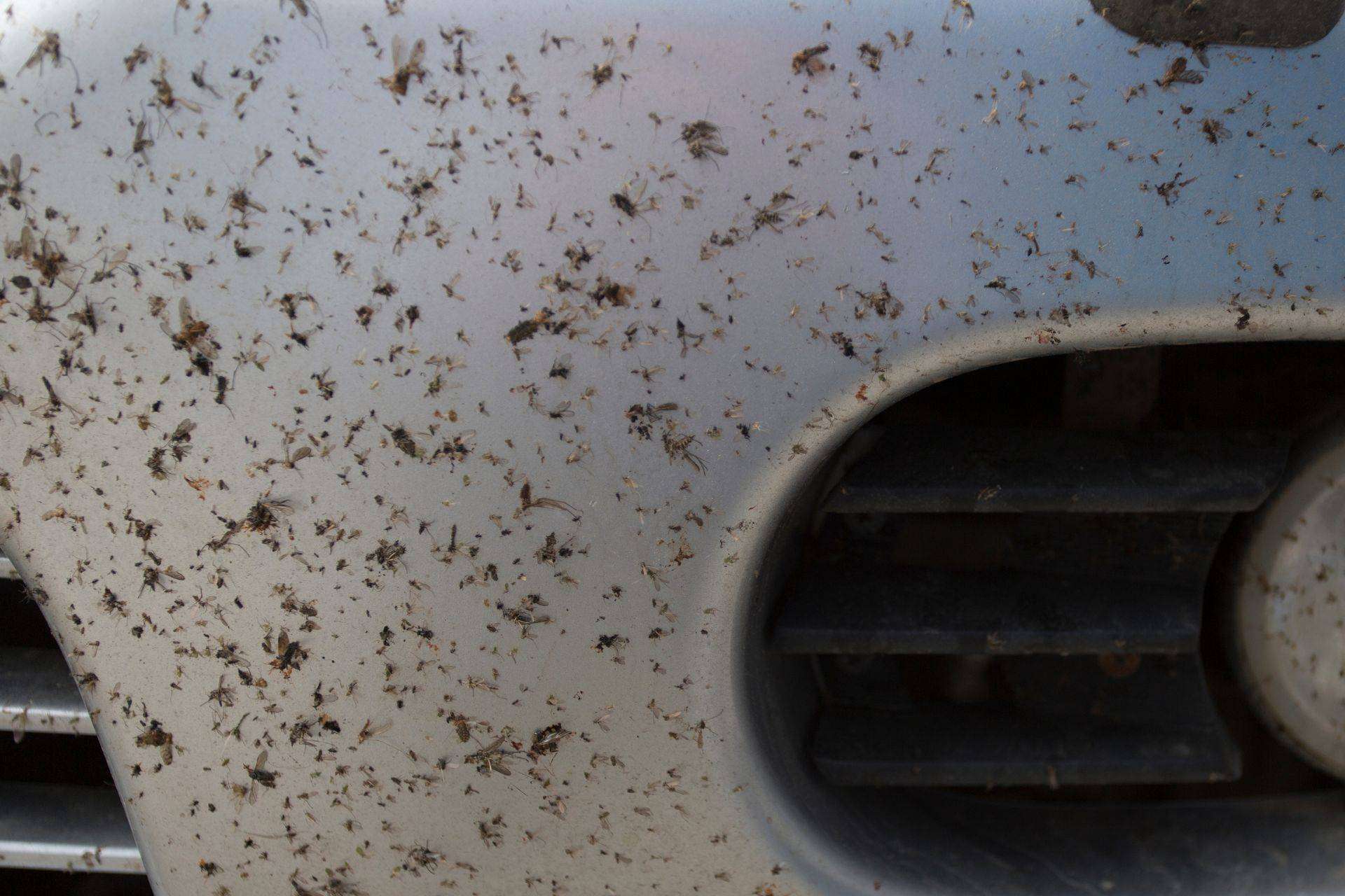 Cómo quitar los insectos aplastados del coche fácilmente