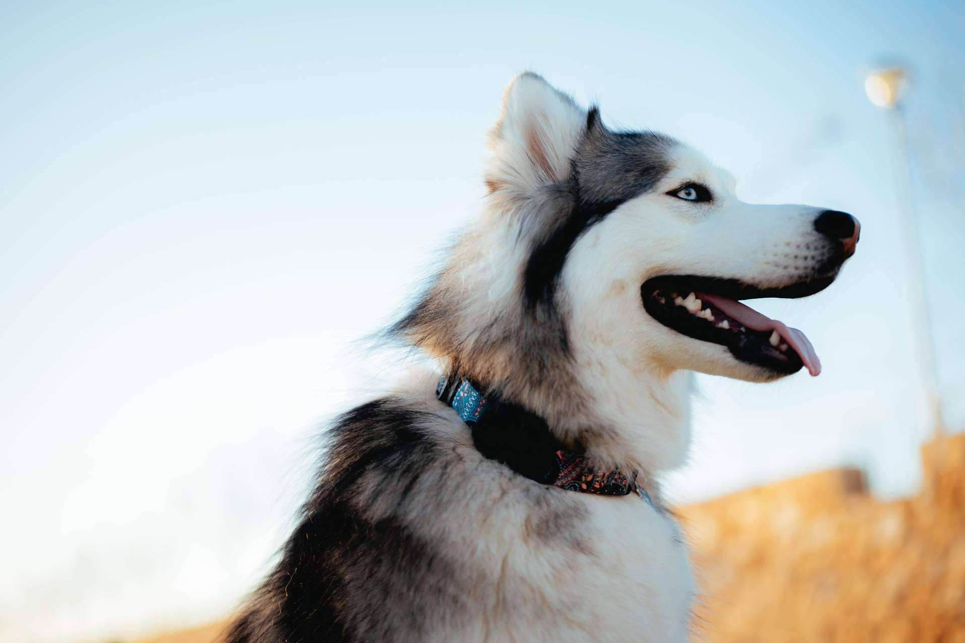 PAJ GPS propone planes y consejos para viajar con mascotas este verano