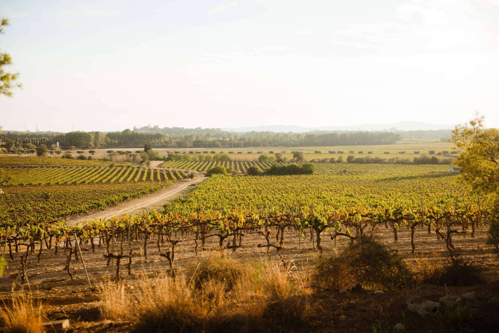 El auge del enoturismo en España, un sector en expansión que impulsa la economía rural