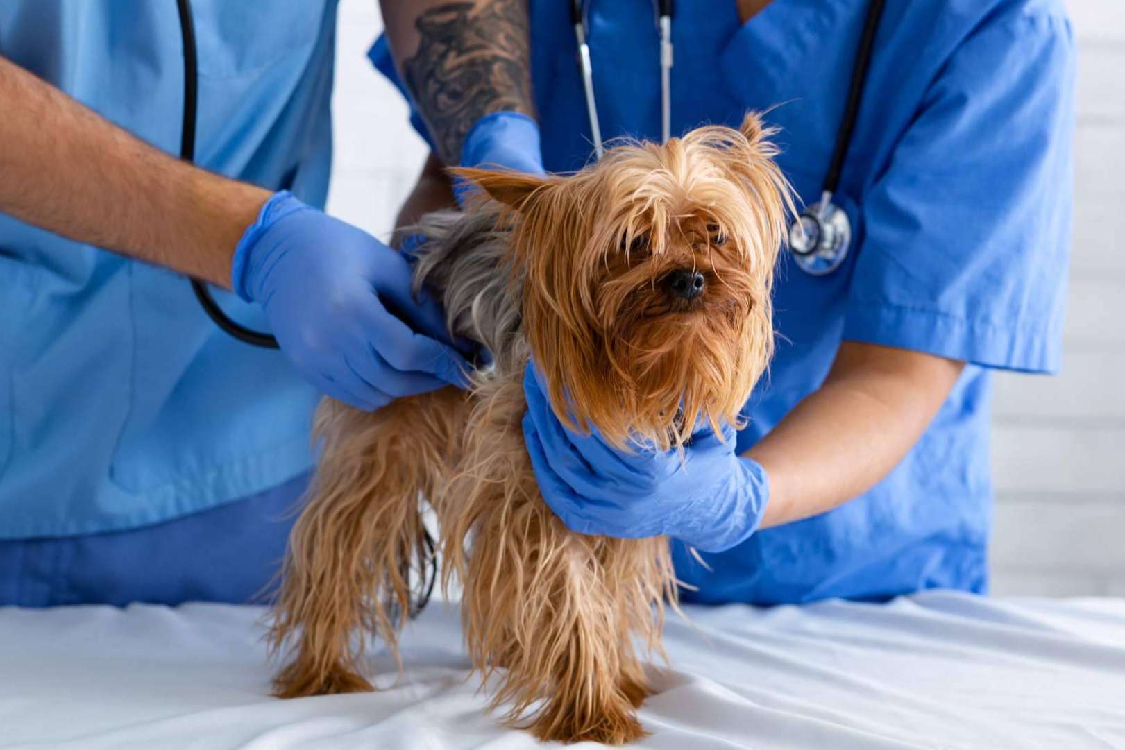 Cursos de animales para el desarrollo profesional en el sector