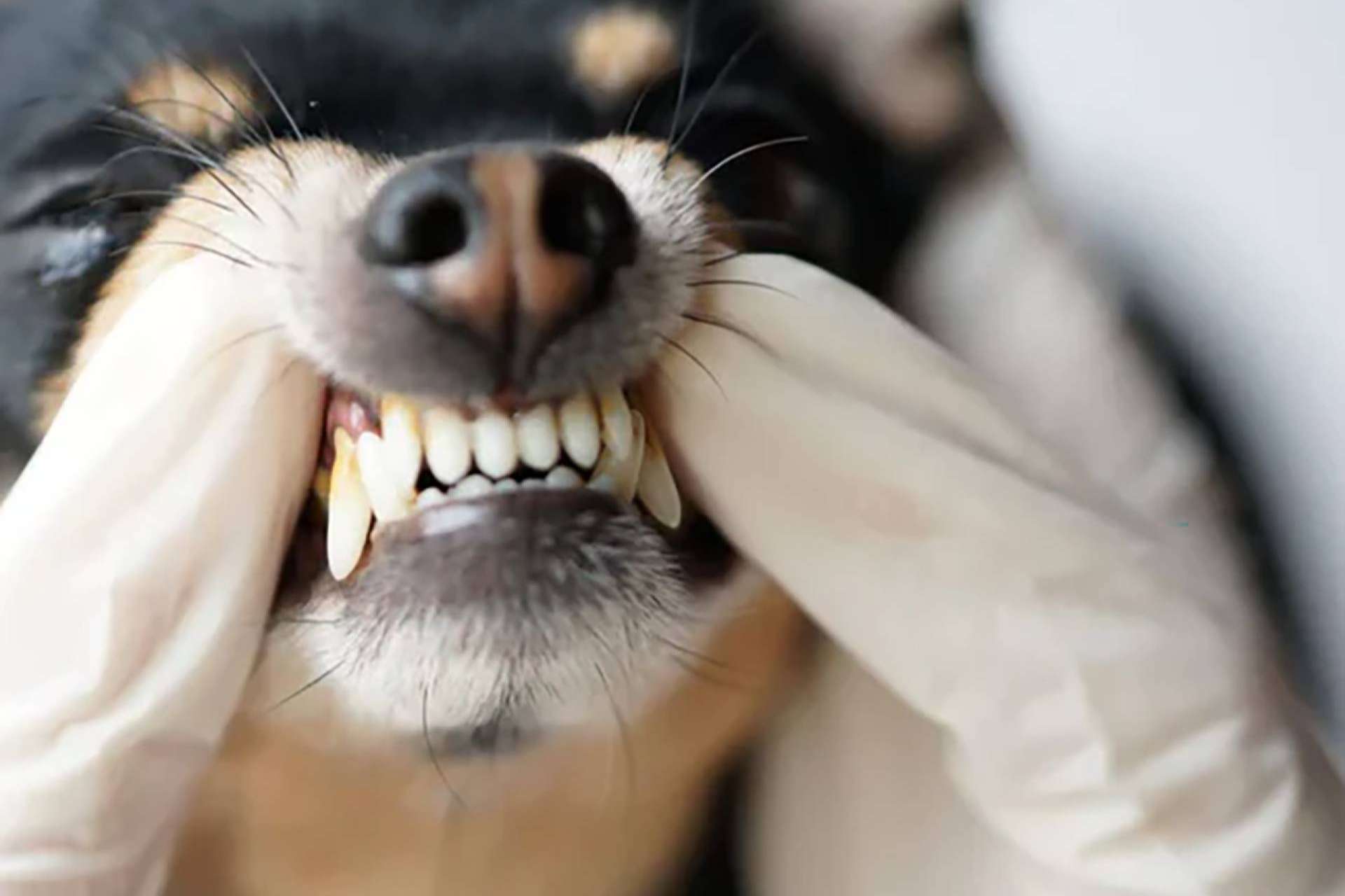 Innovación europea en la higiene dental canina; Kalzyme K9, el nuevo aliado de los cuerpos de seguridad