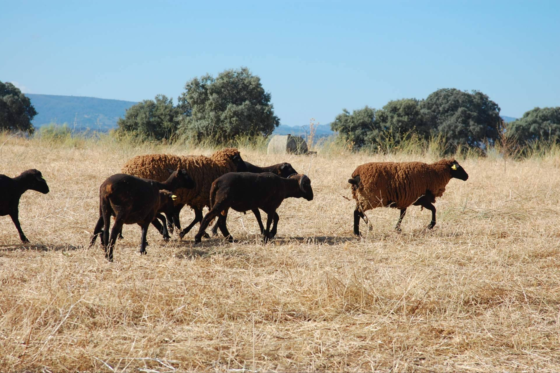 Caminos Trashumantes y Caminos de la Merina sellan su colaboración