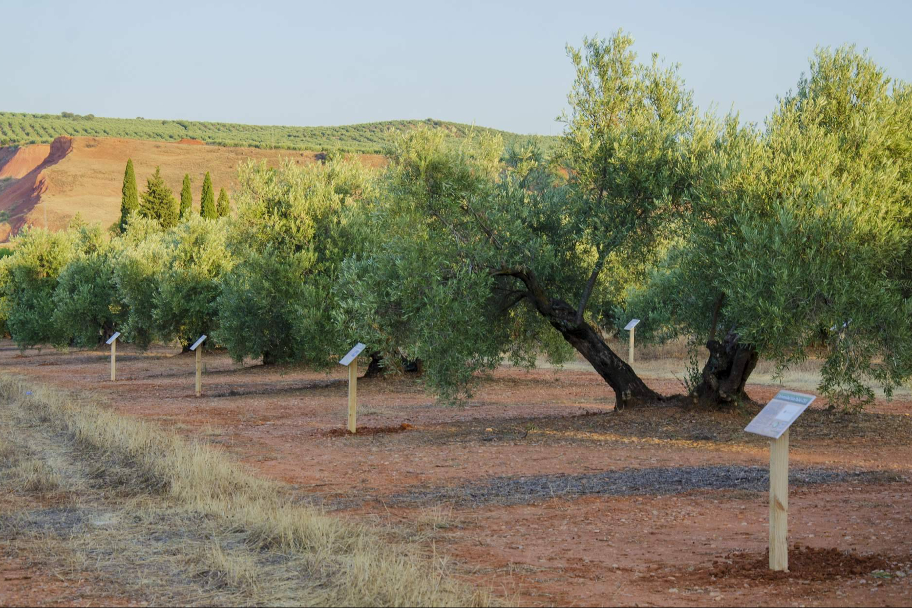 El proyecto 'El Aceite de la Vida' queda paralizado tras la rescisión de un convenio en Carboneros