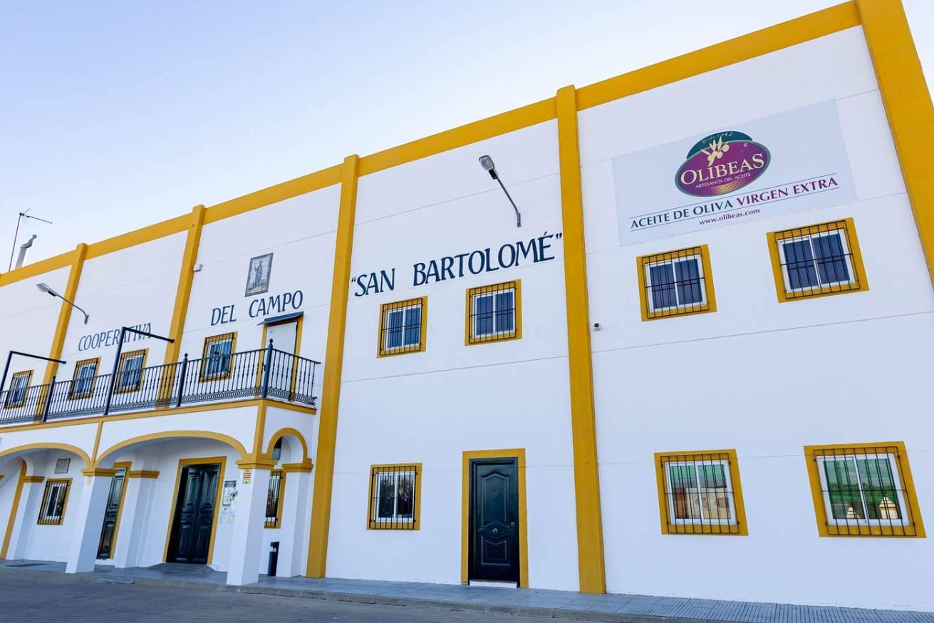 Cómo elegir un buen Aceite de Oliva Virgen Extra de nueva cosecha