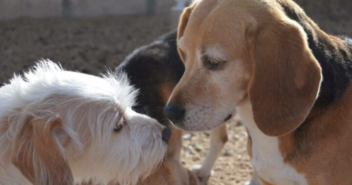 Guía para elegir una residencia de confianza para perros y gatos en Madrid
