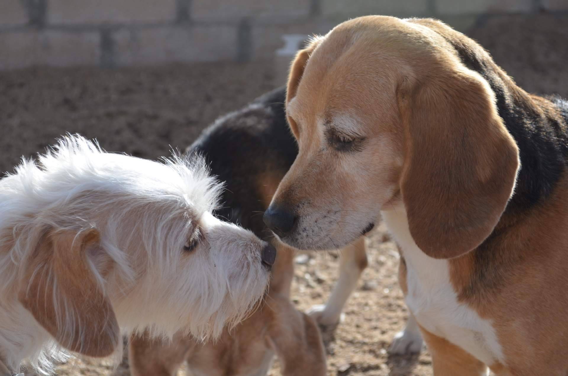Guía para elegir una residencia de confianza para perros y gatos en Madrid